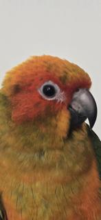 Jonge zonparkieten zeer tam, Dieren en Toebehoren, Vogels | Parkieten en Papegaaien, Meerdere dieren, Papegaai, Geringd