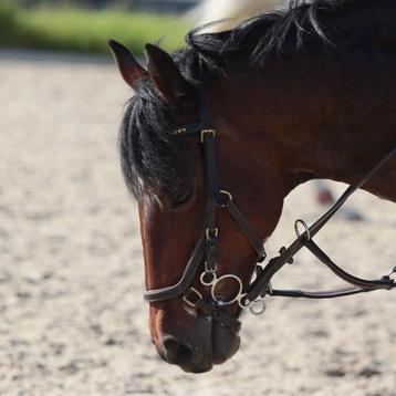 Bruin hoofdstel.         maat: pony beschikbaar voor biedingen