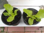 2 stevige slaplantjes (gewone kropsla), Tuin en Terras, Ophalen, Eenjarig, Groenteplanten, Halfschaduw