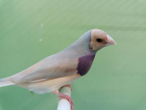 Goulds Diamond-mutatie, Dieren en Toebehoren, Vogels | Overige Vogels