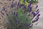 Lavendel Munstead, Tuin en Terras, Planten | Tuinplanten, Ophalen