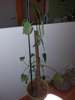monstera, Huis en Inrichting, Ophalen