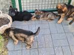 Duitse herder puppy's, België, CDV (hondenziekte), 8 tot 15 weken, Meerdere