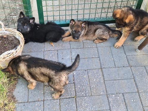 Duitse herder puppy's, Dieren en Toebehoren, Honden | Herdershonden en Veedrijvers, Herder, Fokker | Professioneel, Meerdere, België