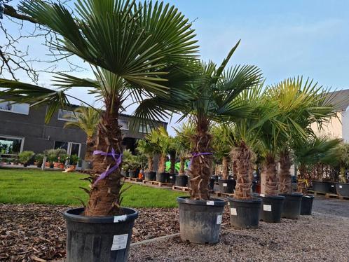 Palmboom Trachycarpus Fortunei - winterharde palmbomen, Tuin en Terras, Planten | Bomen, Palmboom, Halfschaduw, Ophalen