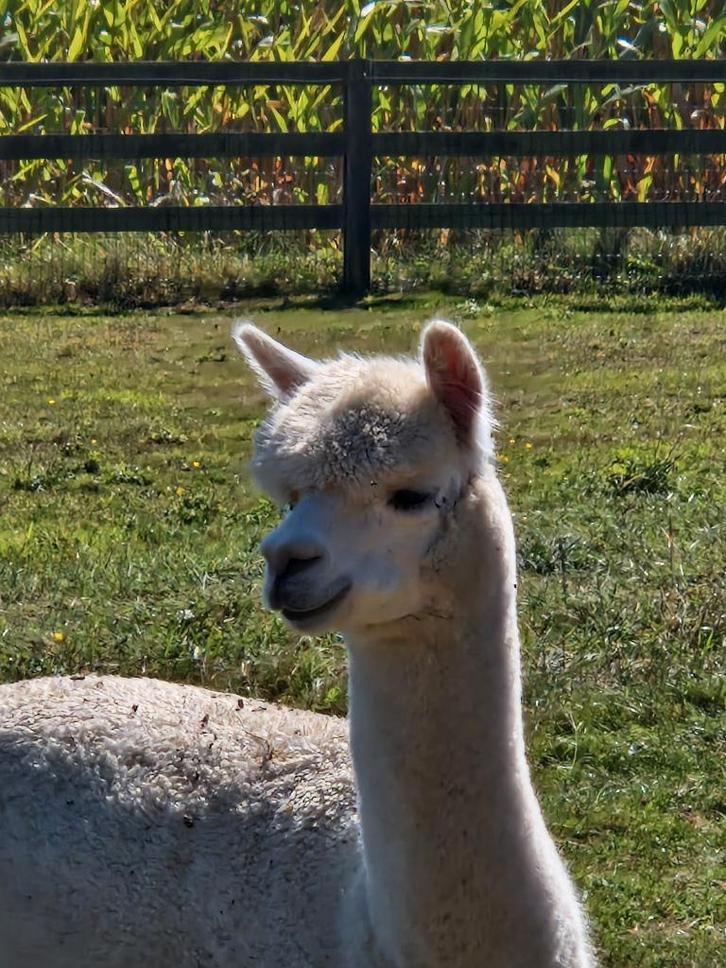 Jonge en lieve Alpaca hengst, Dieren en Toebehoren, Overige Dieren, Mannelijk, Juli