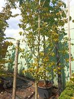 Parrotia persica, Ophalen