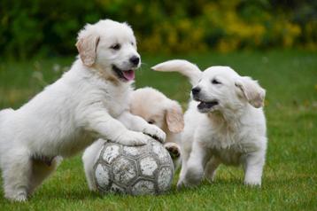 Chiots Golden Retriever à vendre, Golden retriever, Plusieurs, Parvovirose, Belgique