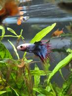 Prachtige mannelijke betta te koop, Dieren en Toebehoren