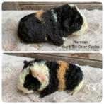 Ontzettend knappe Us Teddy cavia, Dieren en Toebehoren, Knaagdieren, Mannelijk, Cavia, Tam