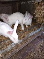 Jonge rammen en voedsters, Dieren en Toebehoren