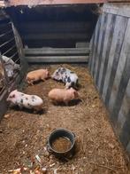 Gottinger mini varkentjes, Dieren en Toebehoren, Schapen, Geiten en Varkens, Meerdere dieren, Varken, 0 tot 2 jaar