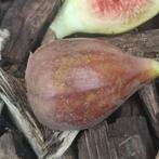 vijgenplanten, Tuin en Terras, Planten | Fruitbomen, Ophalen, Minder dan 100 cm, In pot, Bloeit niet