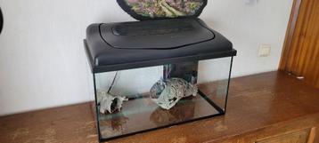 Aquarium 60x30x32.5 disponible aux enchères