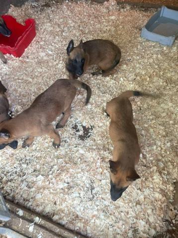 mechelse herder pups van zeer goede afkomst zeer mooi  beschikbaar voor biedingen