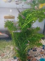 Guppies 20st *ruilen of tegen kleine prijs, Poisson, Poisson d'eau douce