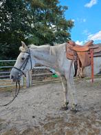 Lieve ruin te koop, Dieren en Toebehoren, Paarden, Ruin