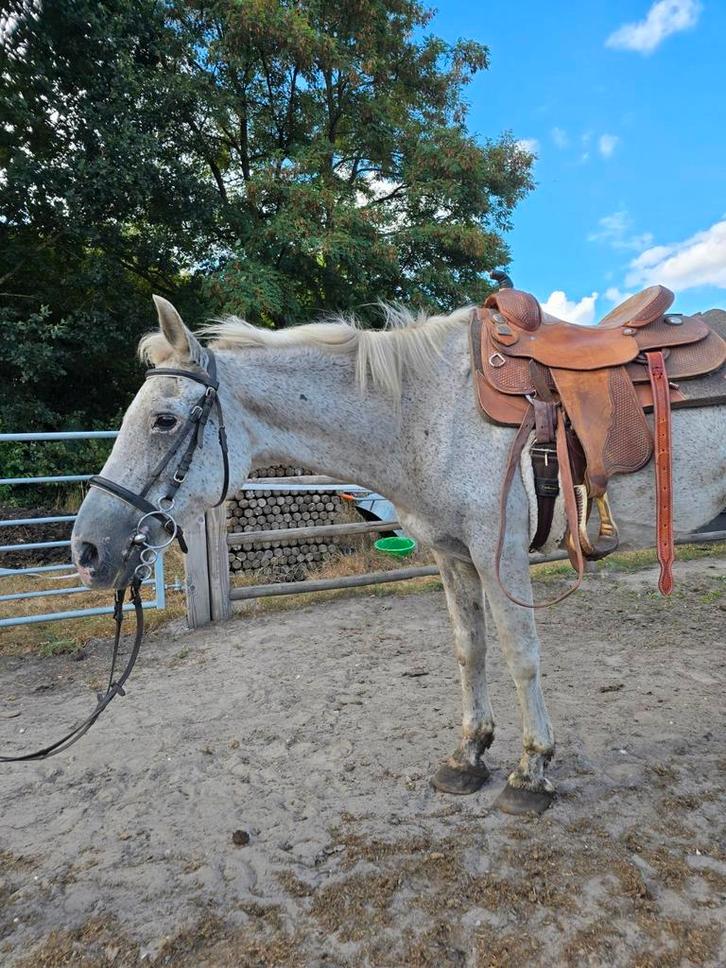 Lieve ruin te koop, Dieren en Toebehoren, Paarden, Ruin