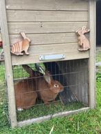 Konijn, Dieren en Toebehoren, Konijnen