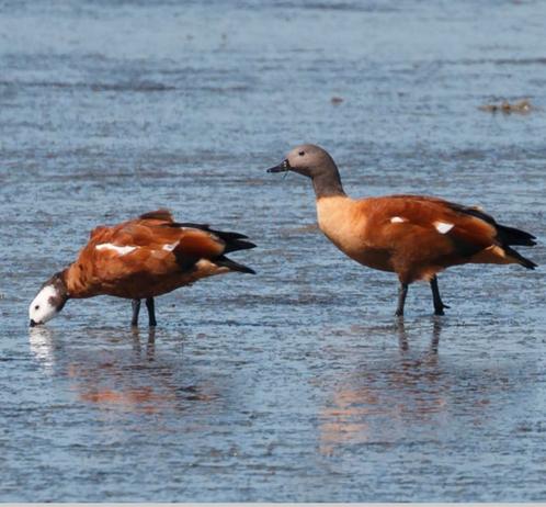 Verschillende soorten Siereenden en sierganzen, Dieren en Toebehoren, Pluimvee, Eend, Meerdere dieren