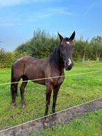 Rectreatie draver, Dieren en Toebehoren, Paarden, Gechipt, Ruin, 160 tot 165 cm, 11 jaar of ouder