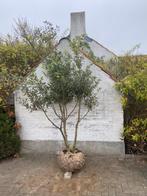 Meerstammige steeneik, Tuin en Terras, Planten | Bomen, Volle zon, Bloeit niet, 250 tot 400 cm, Overige soorten