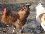 1 bruine hen (wyandotte - araucana), Animaux & Accessoires, Poule ou poulet, Femelle
