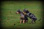 Pinscher pups, Dieren en Toebehoren, Honden | Bulldogs, Pinschers en Molossers, België, Overige rassen, CDV (hondenziekte), 8 tot 15 weken