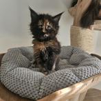 Maine coon xxl kittens met kampioen stamboom Russisch lijn, Dieren en Toebehoren, Katten en Kittens | Raskatten | Langhaar, Meerdere dieren