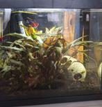 Aquarium 25 l met toebehoren, Dieren en Toebehoren, Vis, Zoetwatervis, Schoolvis