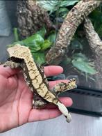 Wimpergekko vrouw Onyx