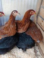 Des couches bleues Araucana prêtes à passer à l'action 4+1 g, Femelle, Poule ou poulet