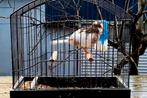 Couple de canaris border de 2024 plus 1 mal de 2024, Dieren en Toebehoren, Vogels | Kanaries, Vrouwelijk