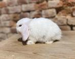 Minilop rammelaar( transport mogelijk), Dieren en Toebehoren, Konijnen, Meerdere dieren, Dwerg, Hangoor, 0 tot 2 jaar