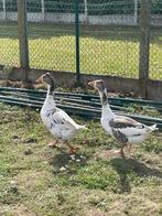2 jonge ganzen te koop, Dieren en Toebehoren, Pluimvee, Mannelijk, Gans of Zwaan