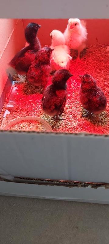 Broedeieren van zijdehoen en Cemani beschikbaar voor biedingen