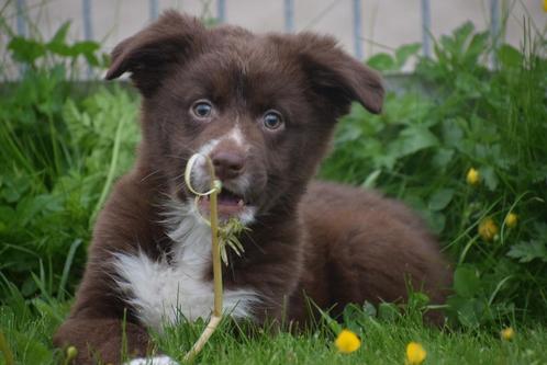 Chiots Border Collie 🌸🐾, Animaux & Accessoires, Chiens | Bergers & Bouviers, Plusieurs animaux, Colley, Éleveur | Professionnel