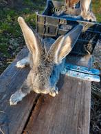 Jonge vlaamse reuzen, Animaux & Accessoires