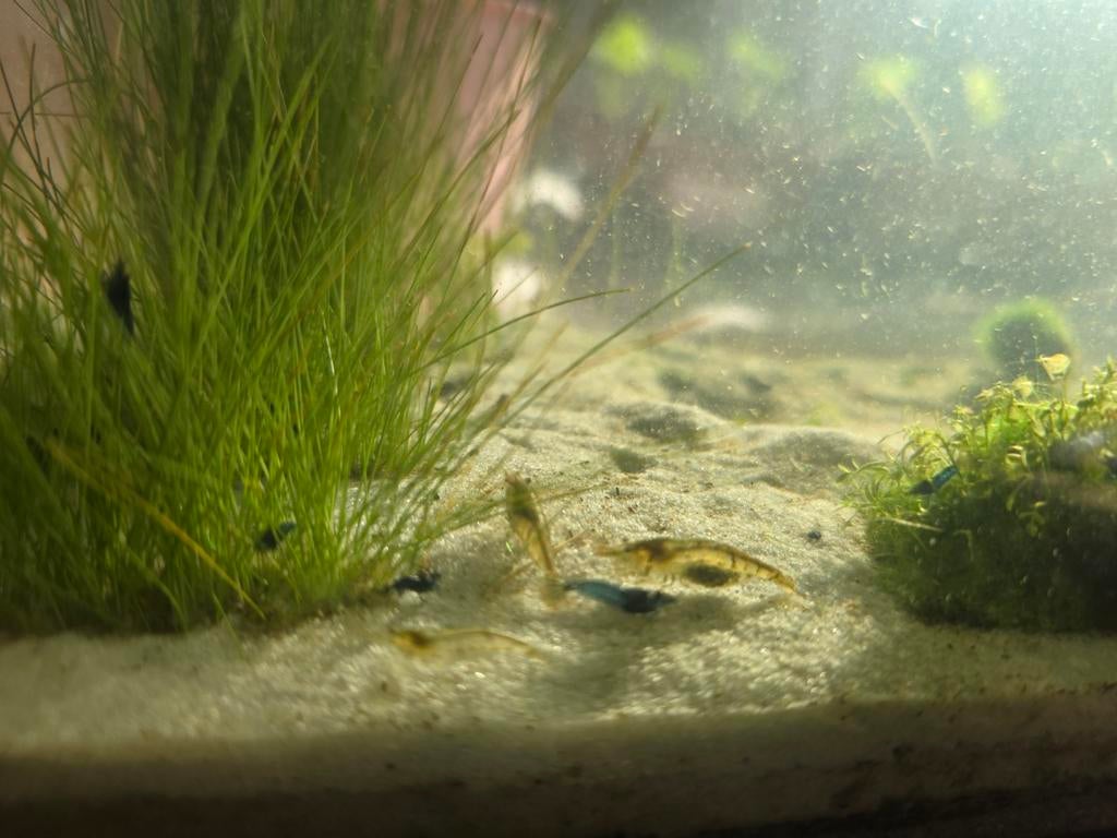 Wildkleur garnalen, Dieren en Toebehoren, Vissen | Aquariumvissen
