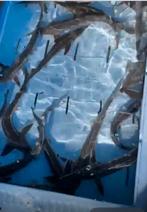 20 x steuren *- 40 cm, Dieren en Toebehoren, Steur