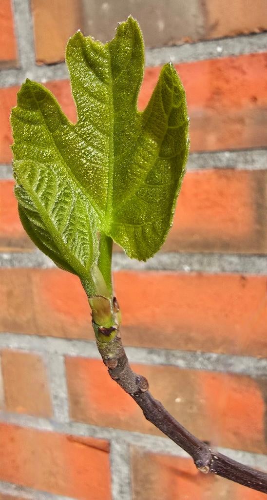 Figuier Brown Turkey 1v9, Jardin & Terrasse, Plantes | Arbres fruitiers, Figuier, En pot, Plein soleil, Moins de 100 cm