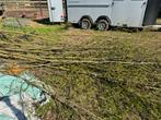 Knotwilgen knotwilgtakken stekken, Tuin en Terras, Planten | Bomen, Ophalen