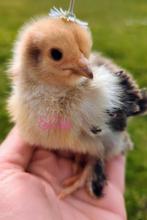 Brahma kuikens kans op krulveer kippen, Dieren en Toebehoren, Pluimvee, Kip