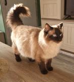 Ragdoll poes Mila, Seal (n) verwacht kittens!, Poes, Met stamboom, 3 tot 5 jaar