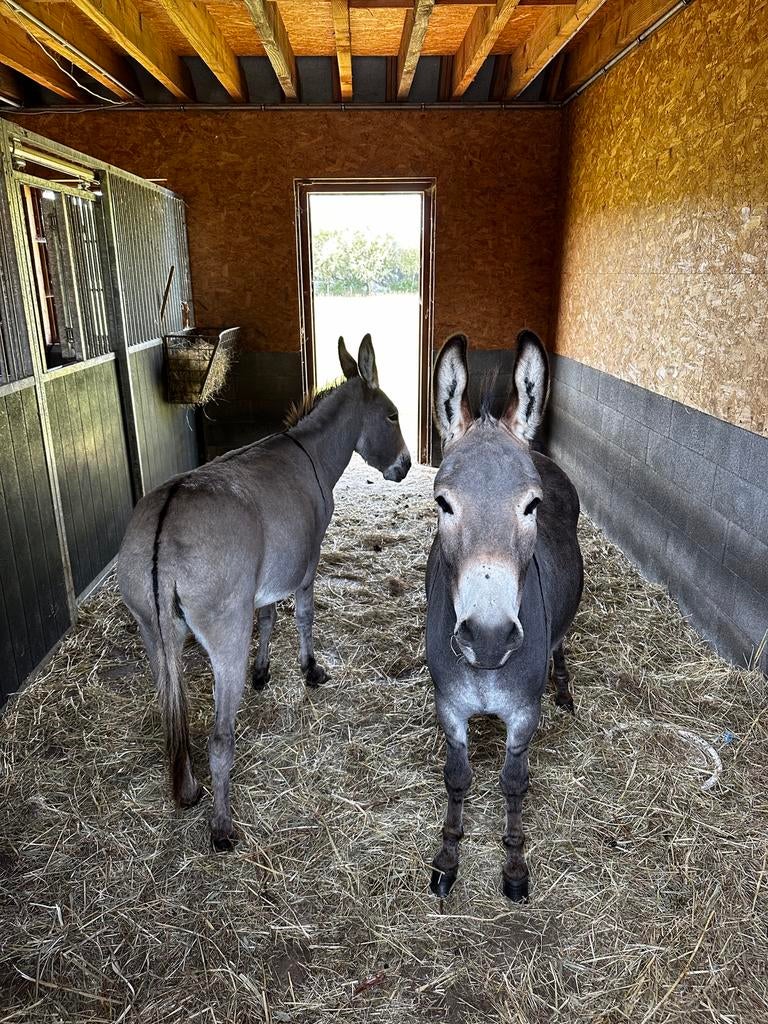 Ezels, Dieren en Toebehoren, Pony's, Merrie, 0 tot 2 jaar, Gechipt