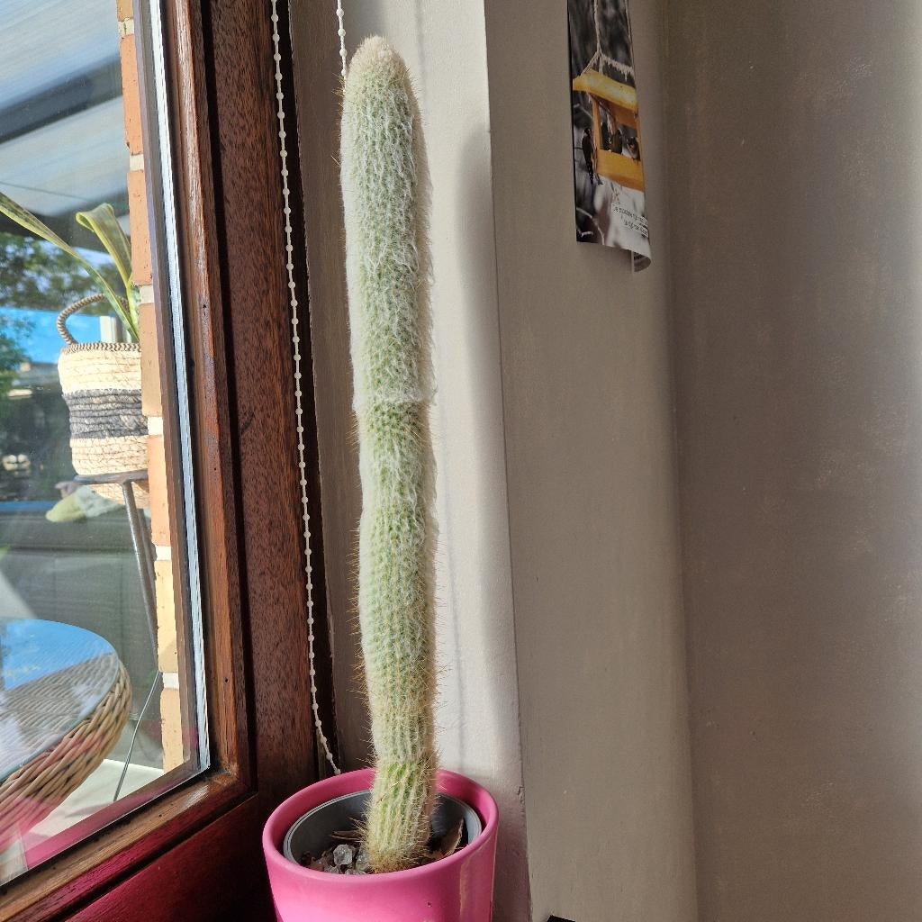 cactus, Ophalen, Cactus