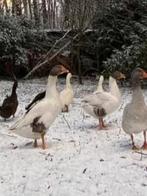 Koppel vlaamse gans, Meerdere dieren, Gans of Zwaan