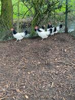 Broedeieren lakenvelder, Dieren en Toebehoren, Pluimvee