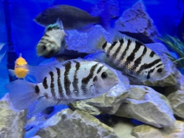 Jonge malawi zebra cichliden, Dieren en Toebehoren, Vis, Zoetwatervis