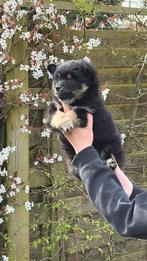 Pomsky, mini Husky, chien de taille moyenne